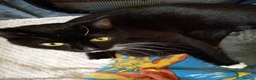 Mixed Breed cats for sale: Smoky grey male kitten  - Advert 1