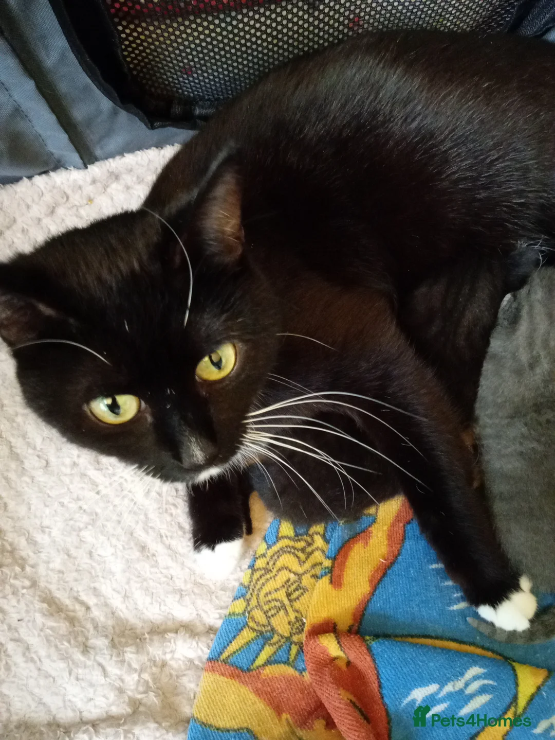 Mixed Breed cats for sale: Smoky grey male kitten  - Advert 1