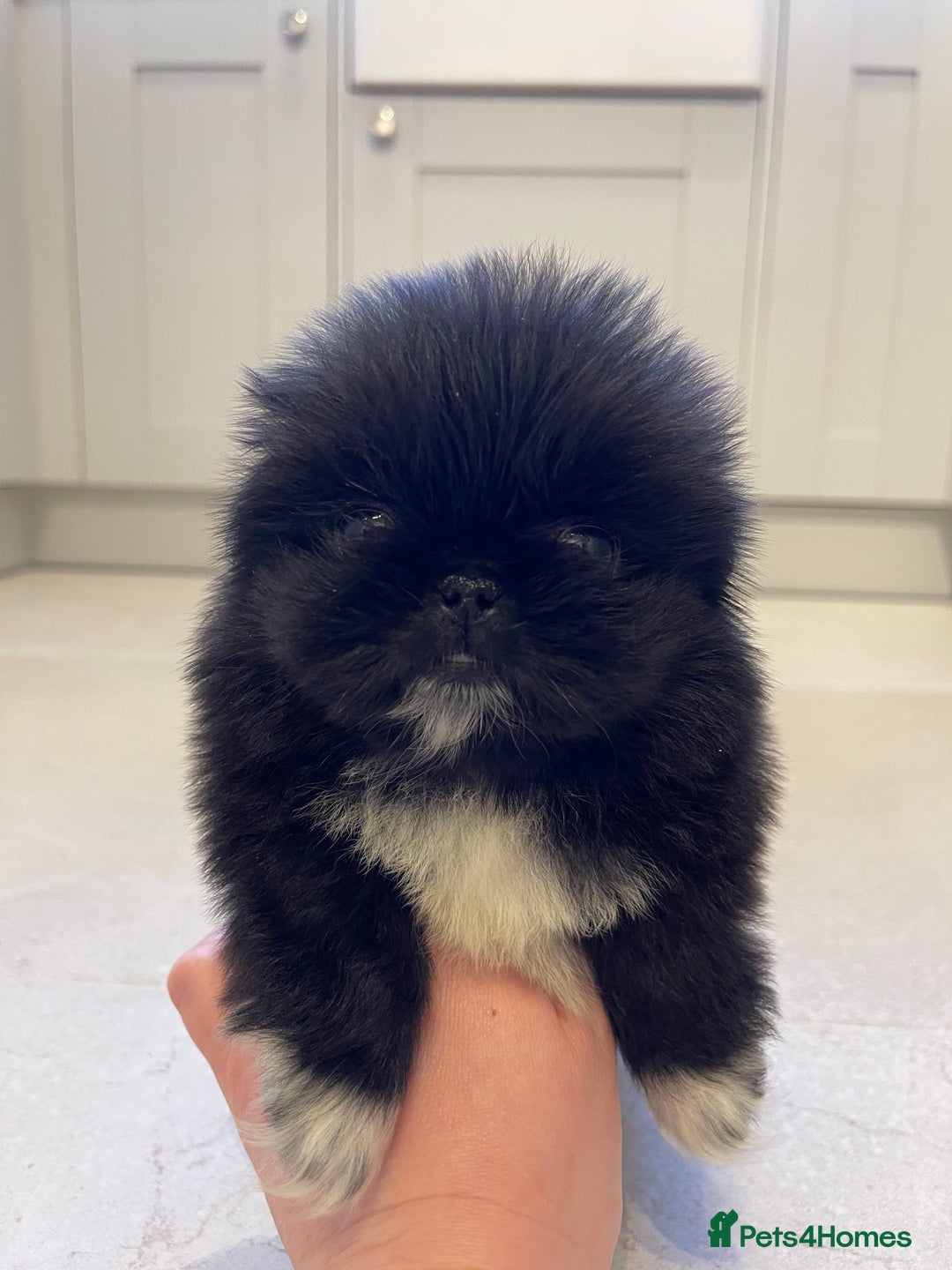 Pekingese dogs for sale: Gorgeous KC registered Pekingese Puppies  - Advert 11