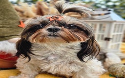 Shih Tzu dogs for sale: Shih tzu puppies - purebreed - licenced breeder  - Image 8