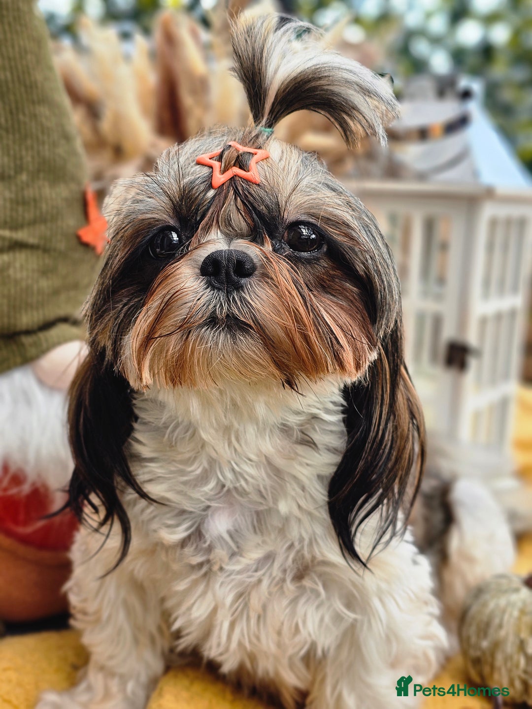 Shih Tzu dogs for sale: Shih tzu puppies - purebreed - licenced breeder  - Image 8