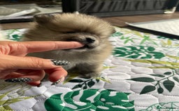 Pomeranian dogs for sale: Pomeranian Puppies – Ready Soon  - Image 8