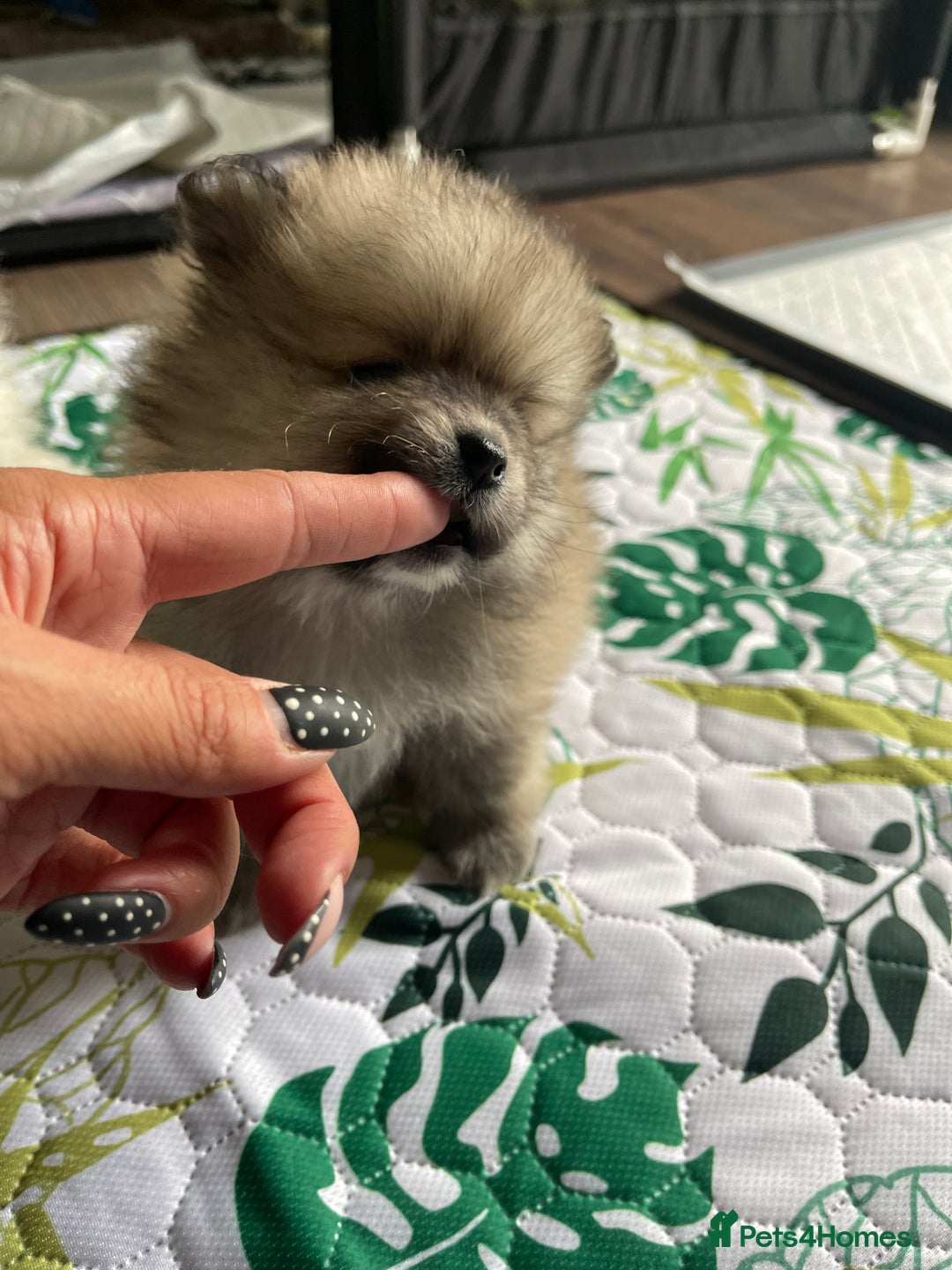 Pomeranian dogs for sale: Pomeranian Puppies – Ready Soon  - Image 8