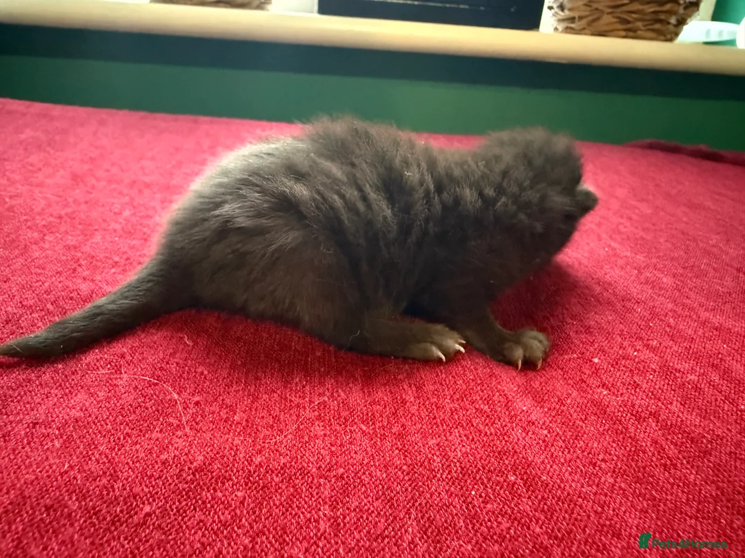 Norwegian Forest Cat cats for sale: 4 super loving fluffy kitties  - Advert 20