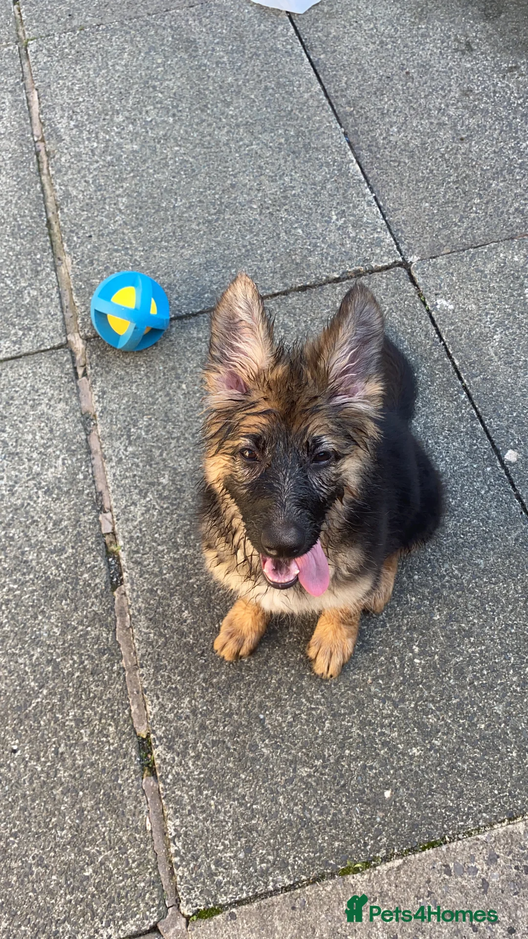 German Shepherd dogs for sale: Bella - German Shepherd looking for a forever home - Advert 24