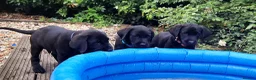 Labrador Retriever dogs for sale: KC Registered pups for sale in Rye - Advert 3
