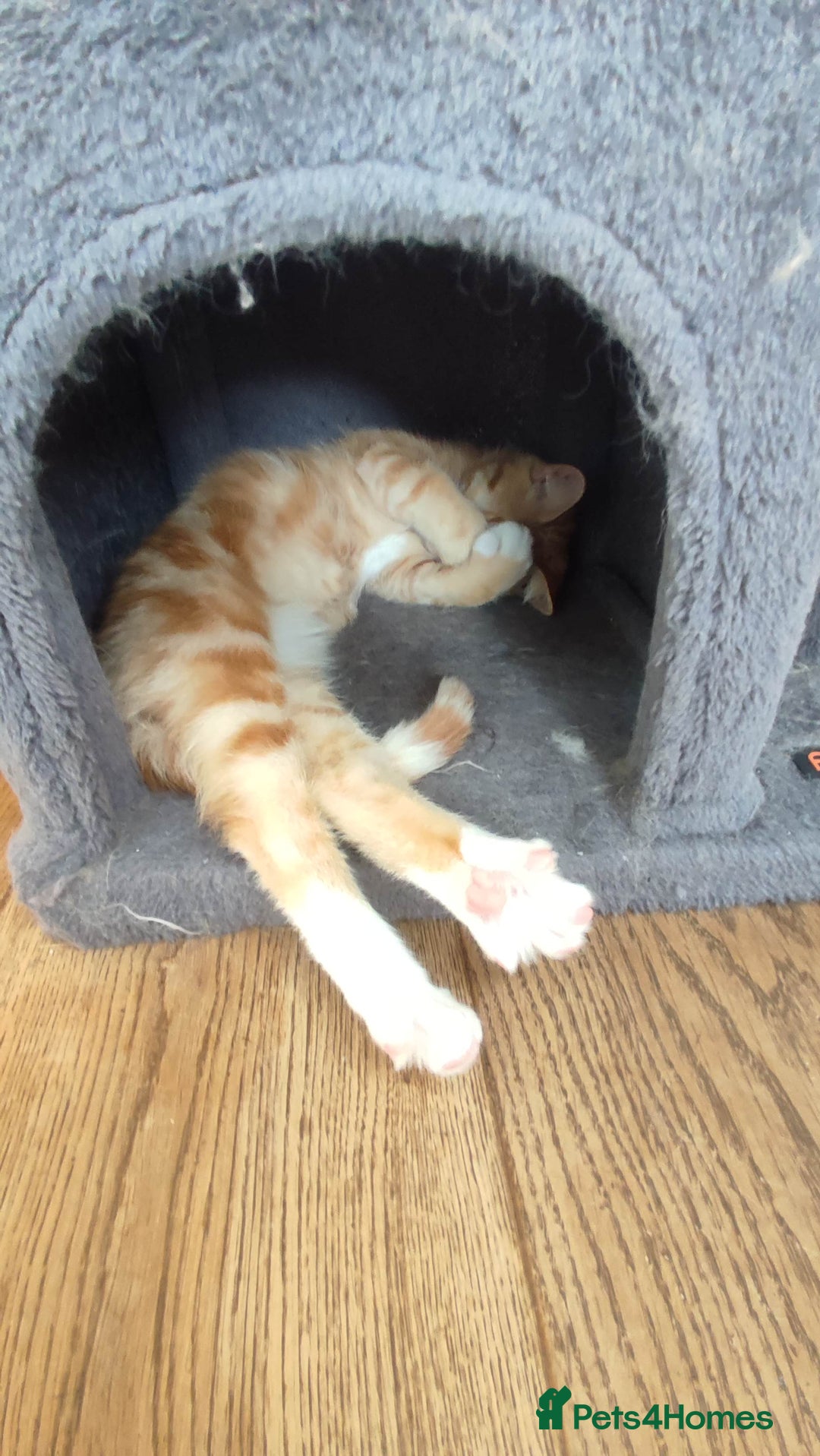 British Shorthair cats for sale: Adorable kittens  in Great Missenden - Image 15