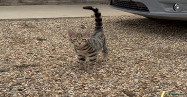 Bengal cats in Stowmarket - Advert 13