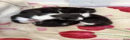 Mixed Breed cats for sale: tuxedo kittens for sale  in Ipswich - Advert 7