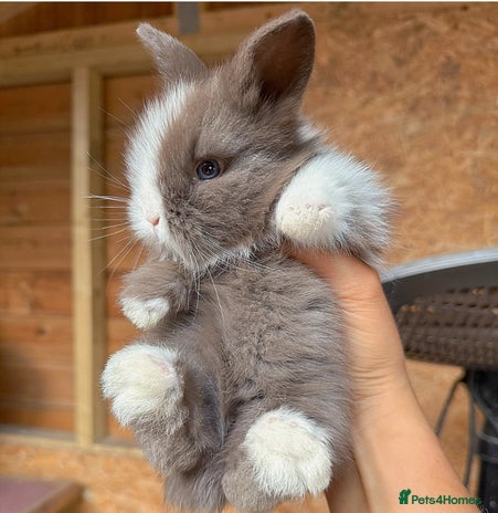 Lionhead rabbits in Burnley - Advert 15