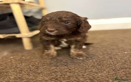 Cockapoo dogs for sale: Stunning F1 Cocapoos - Image 4