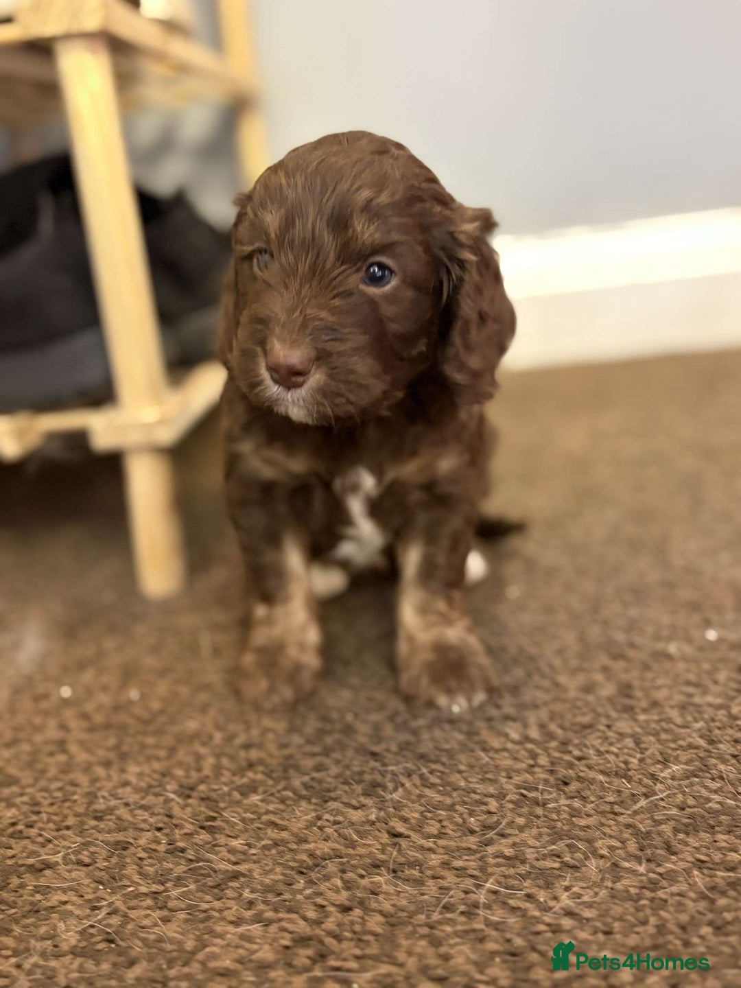 Cockapoo dogs for sale: Stunning F1 Cocapoos - Image 4