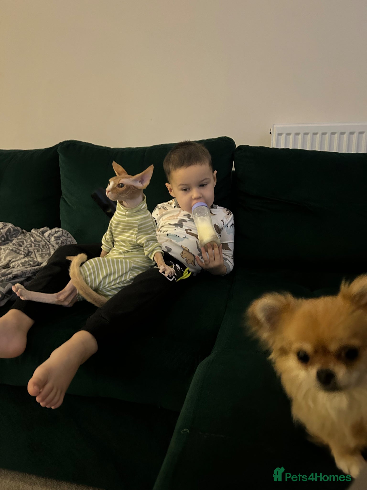 Sphynx cats For sale Sphynx female cat .  - Advert 2