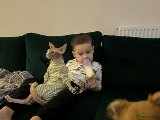 Sphynx cats For sale Sphynx female cat . - Advert 2