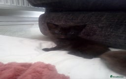 Mixed Breed cats for sale: 3 beautiful kittens looking for new homes  - Image 6