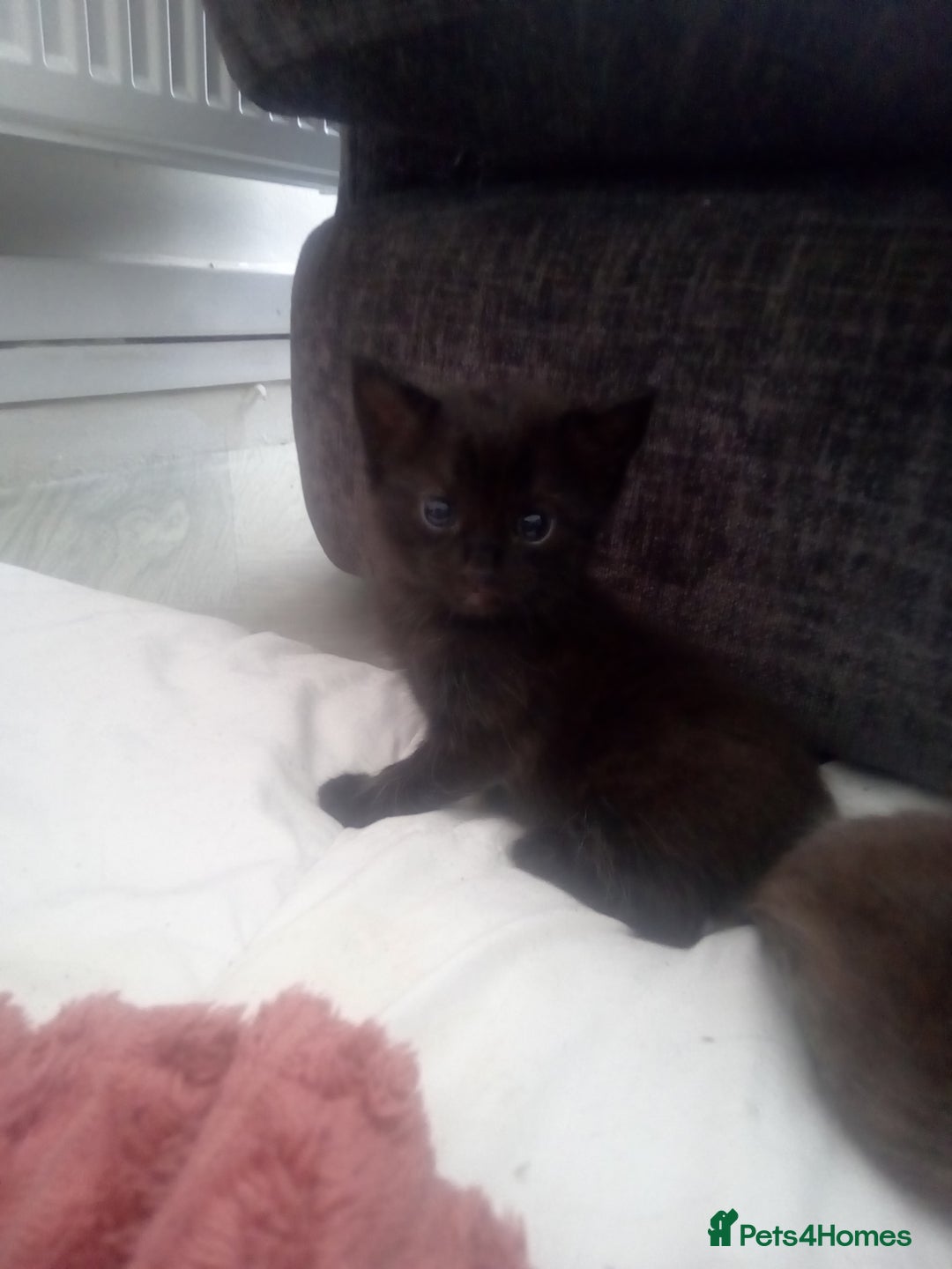 Mixed Breed cats for sale: 3 beautiful kittens looking for new homes  - Image 6
