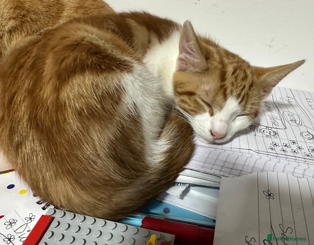 Mixed Breed cats for sale: Tom Kitten - Image 2