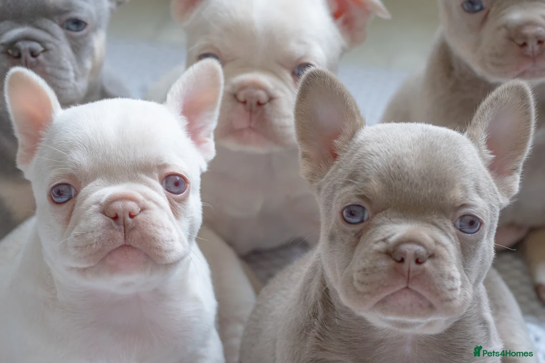 French Bulldog dogs for sale: KC registered new shade French Bulldog puppies - Advert 3