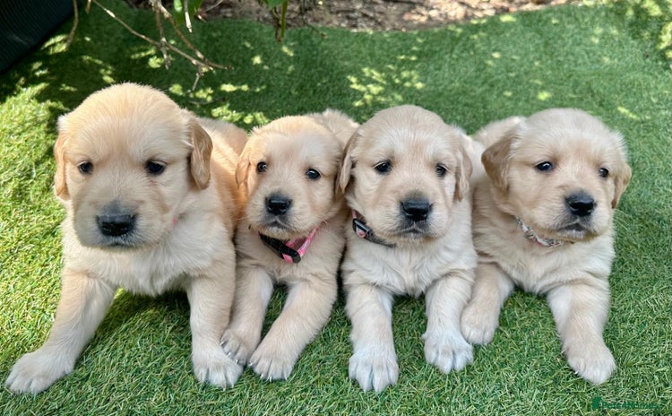 Golden Retriever dogs - Advert 3