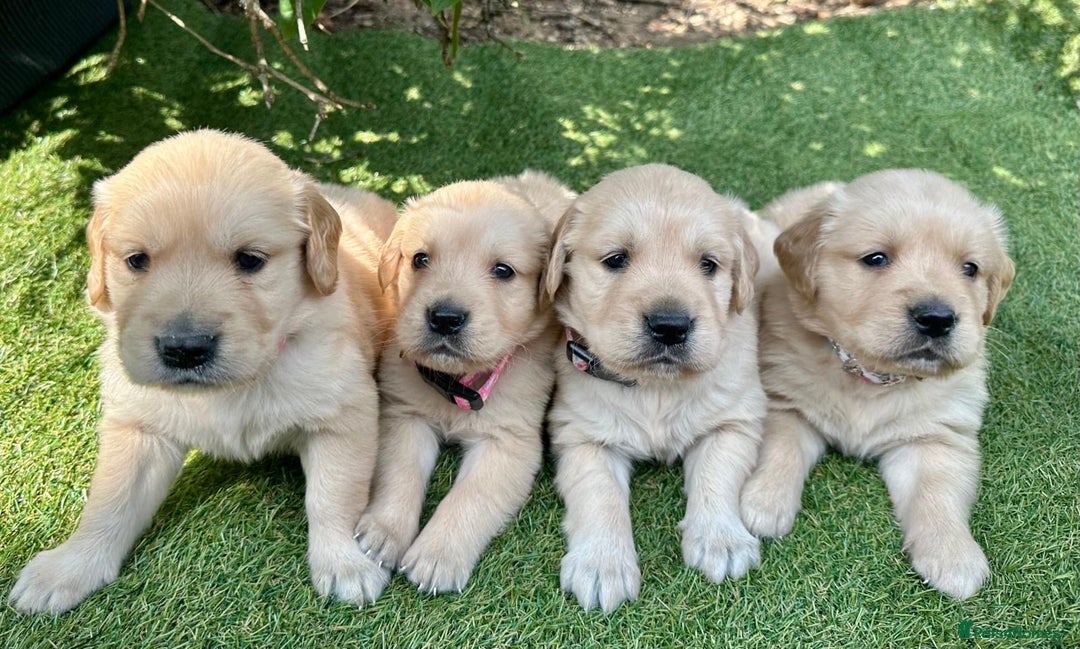 Golden Retriever dogs for sale: Golden retriever puppies - Image 5