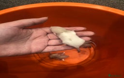Rat rodents for sale: Rats for sale dumbo ear mother - Image 7