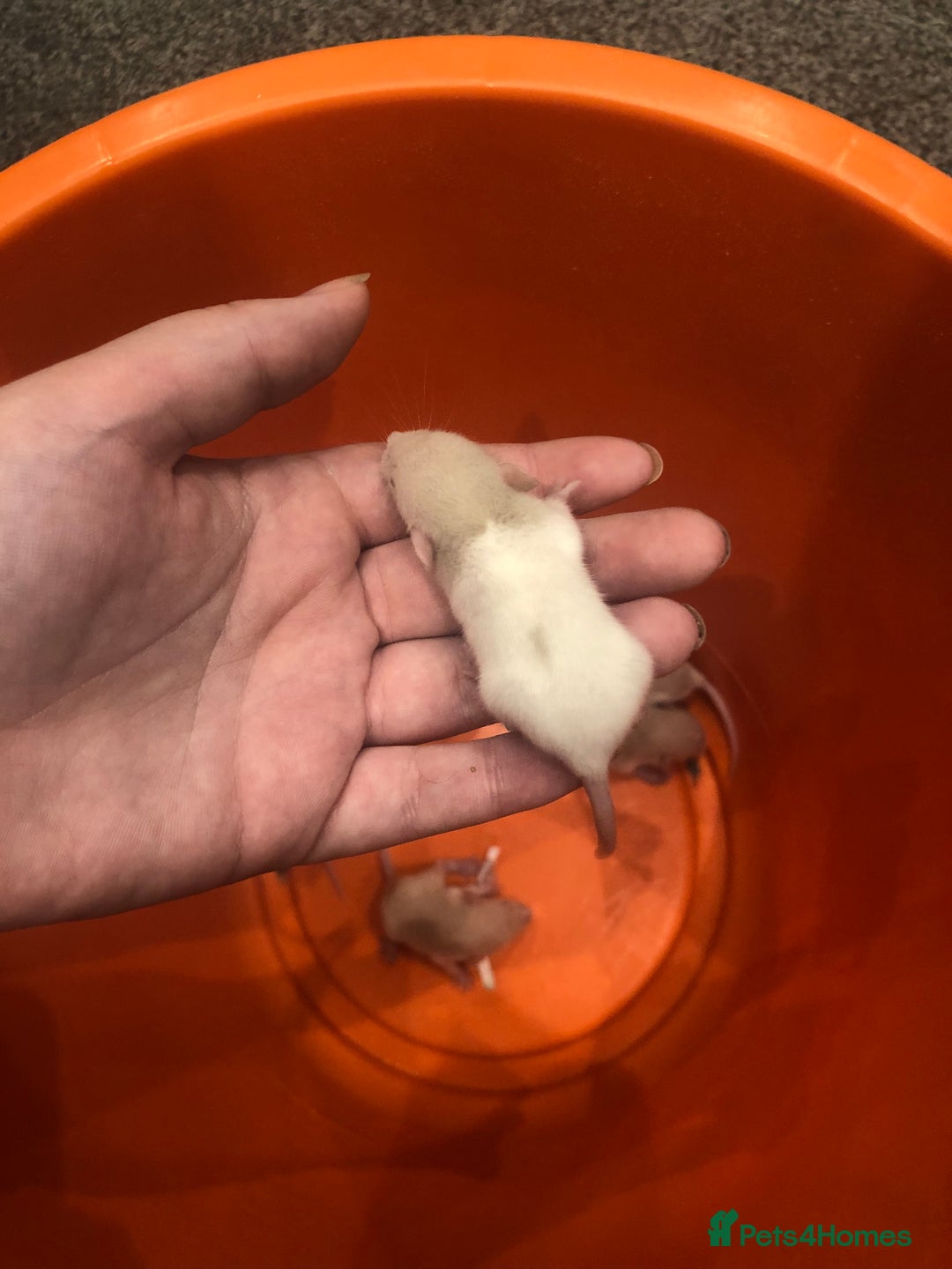 Rat rodents for sale: Rats for sale dumbo ear mother - Image 7