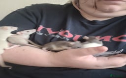 Rat rodents for sale: Male and female rats ❤️💙 - Image 11