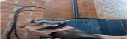 Ferret rodents for sale: Female ferret - Advert 1