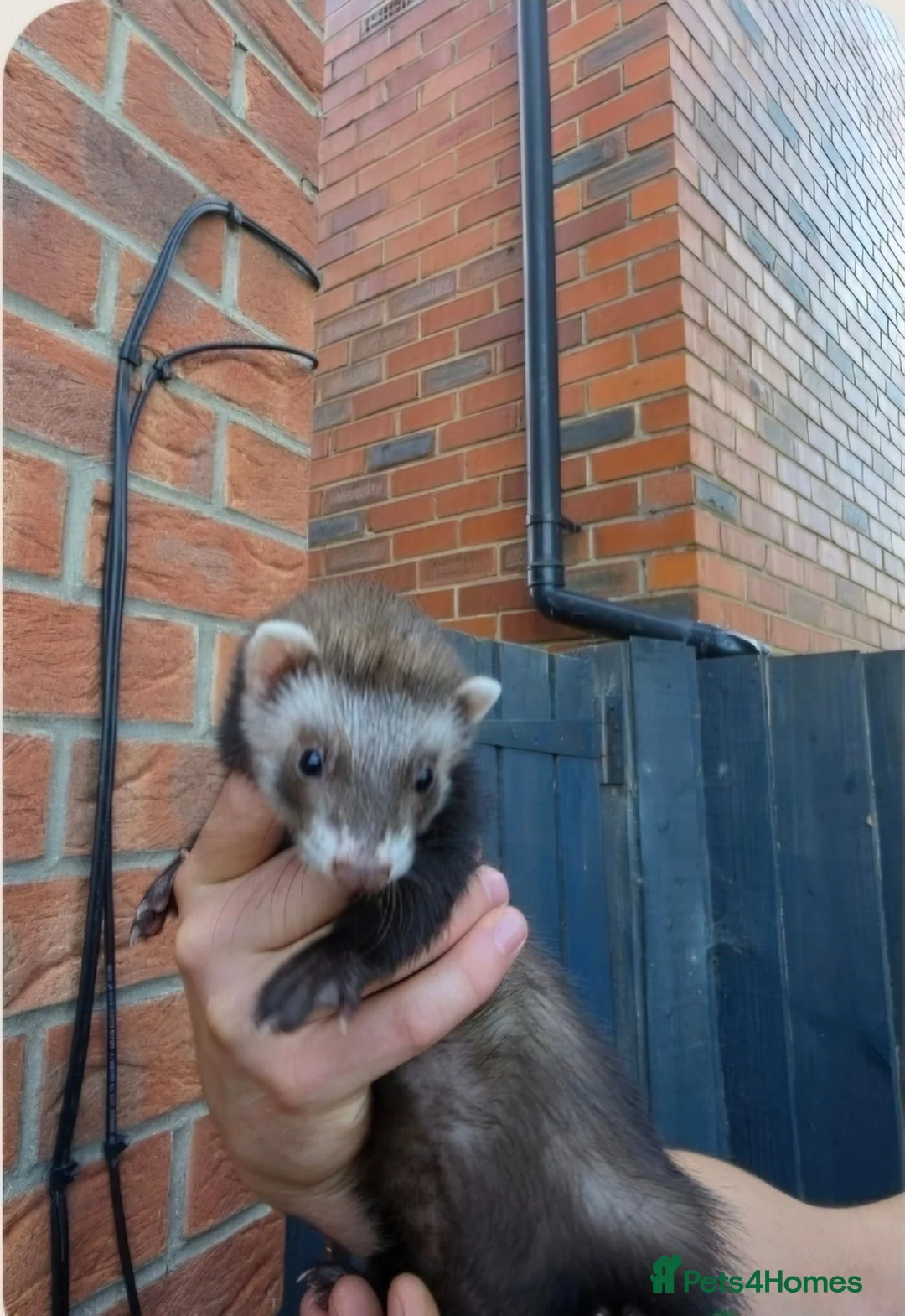 Ferret rodents for sale: Female ferret - Advert 1