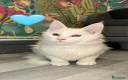 Maine Coon cats for sale: Large Maine coon kittens  - Advert 6