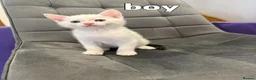 Mixed Breed cats for sale: Kittens for sale  - Advert 11