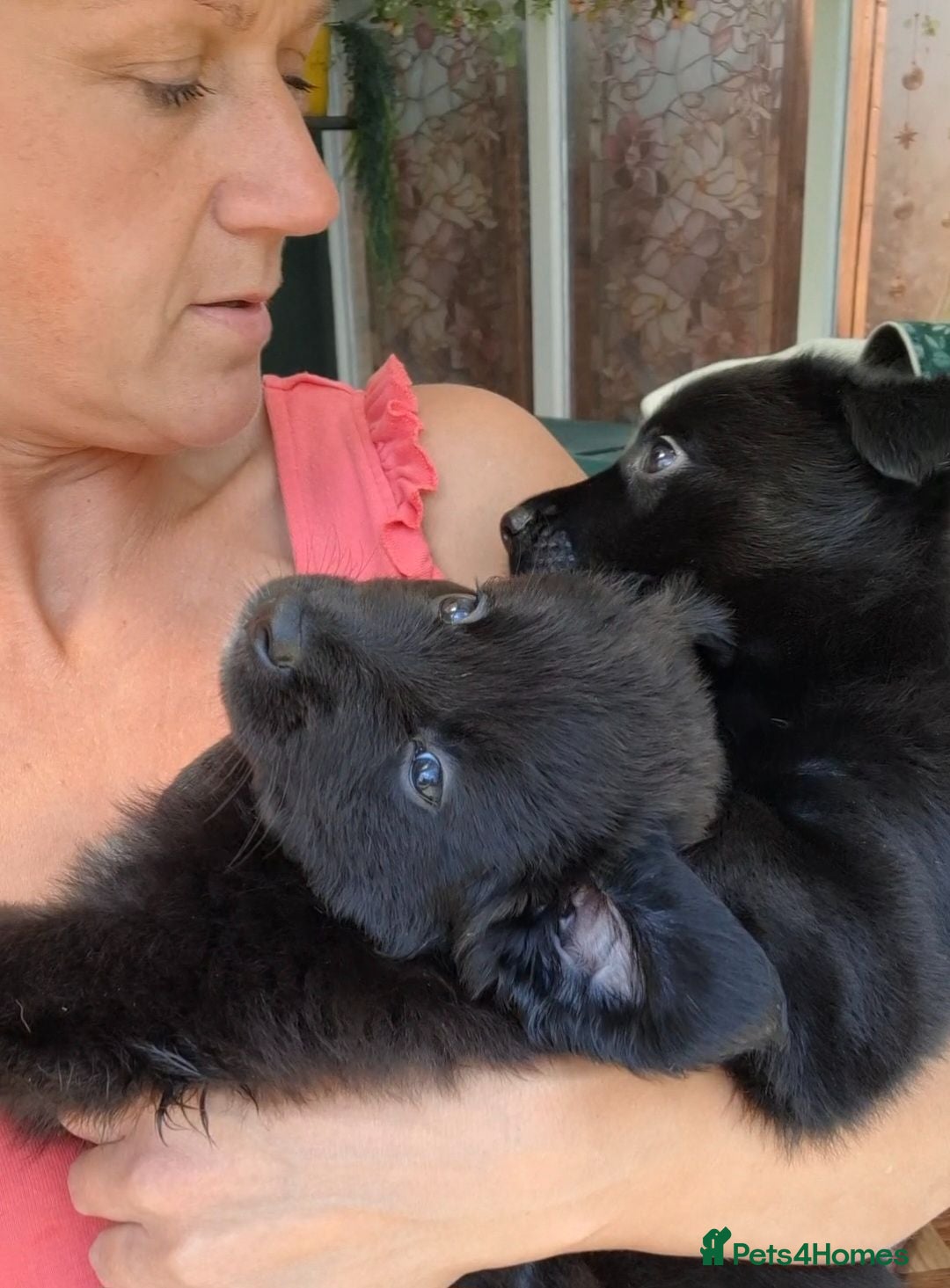 Sheprador dogs Sheprador puppies for sale. German Shepherd Labs.  - Advert 1