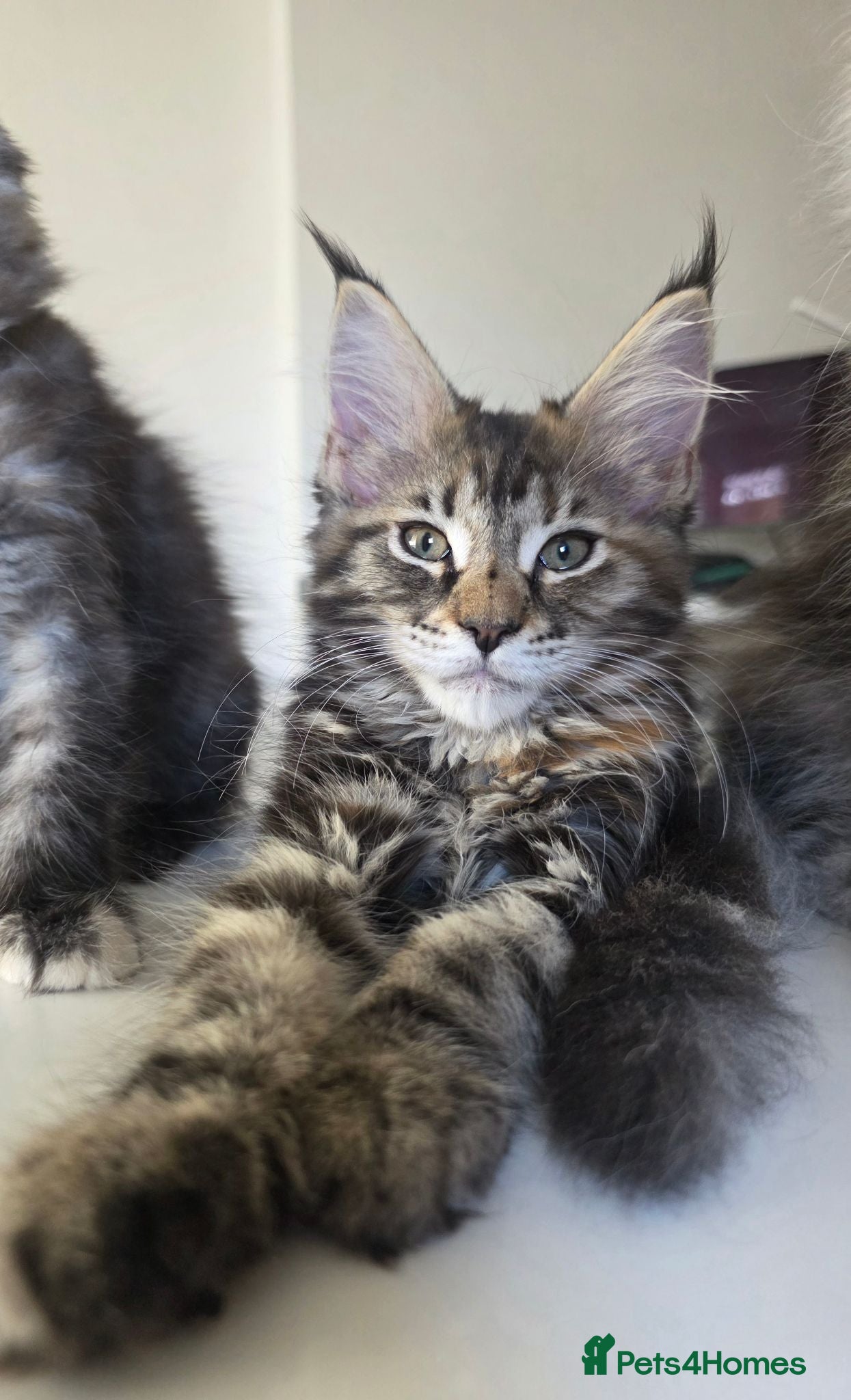 Maine Coon cats TICA Registered Maine Coon Kittens–Russian Line🐾 - Advert 1