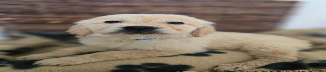 Golden Retriever Puppy 7