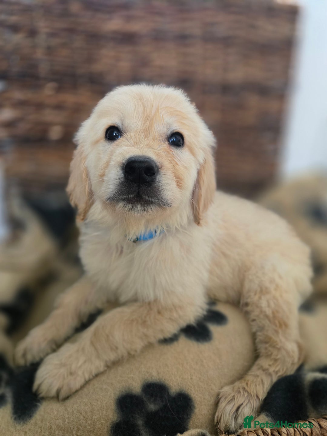 Golden Retriever dogs for sale: Beautiful Golden Retrievers READY TO GO!  - Image 14