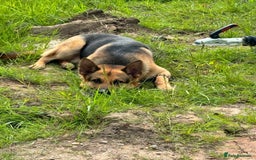German Shepherd dogs for sale: German shepherd puppies  - Image 2
