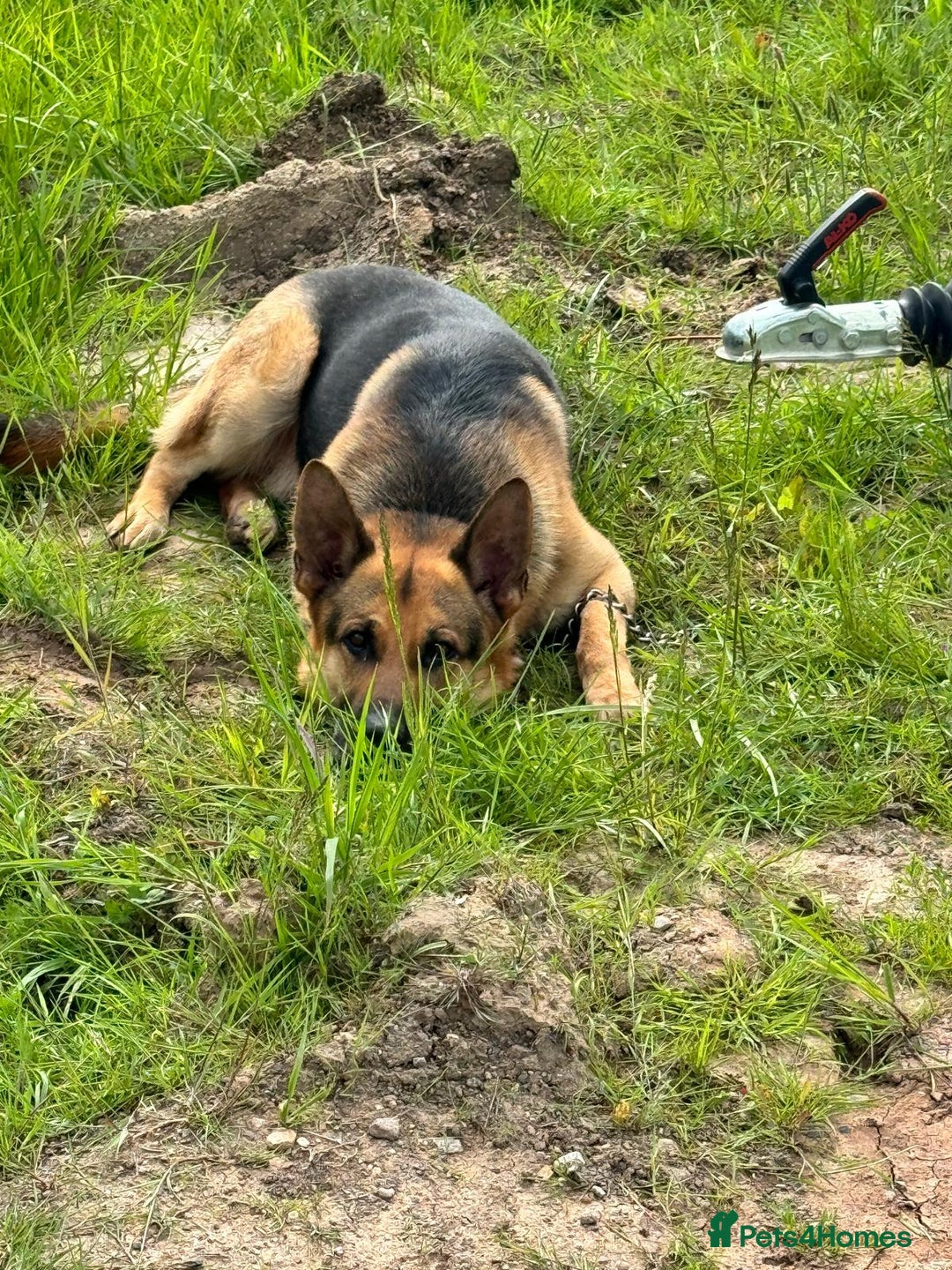 German Shepherd dogs for sale: German shepherd puppies  - Image 2
