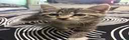 British Shorthair cats for sale: Kitten in Cardiff - Advert 2