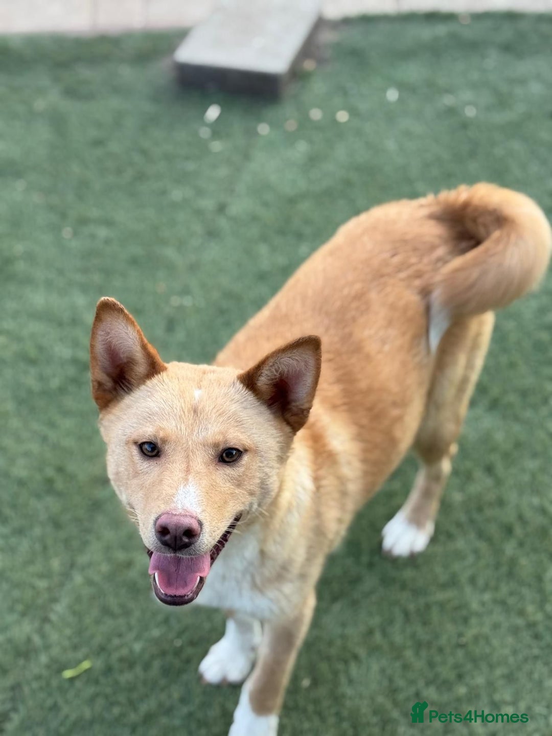 Mixed Breed dogs for adoption: Gorgeous Bill ready for his home - Advert 4