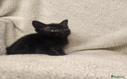 Mixed Breed cats for sale: Kittens for sale  - Image 7