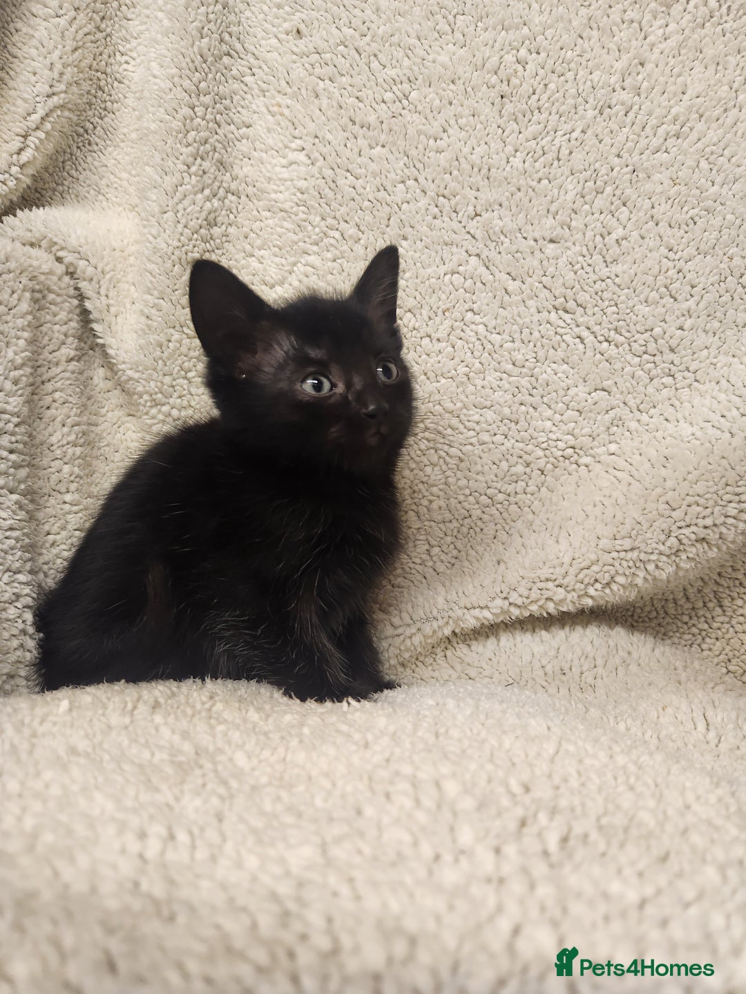 Mixed Breed cats for sale: Kittens for sale  - Image 7