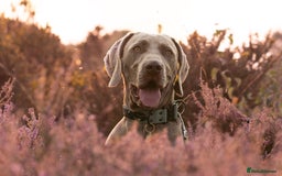 Weimaraner dogs for stud: Proven Stunning kc registered weimaraner for stud  in West Bromwich - Image 12