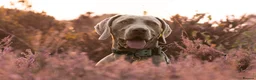 Weimaraner dogs for stud: Proven Stunning kc registered weimaraner for stud  in West Bromwich - Advert 12