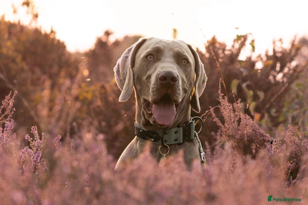 Weimaraner dogs for stud: Proven Stunning kc registered weimaraner for stud  in West Bromwich - Advert 12