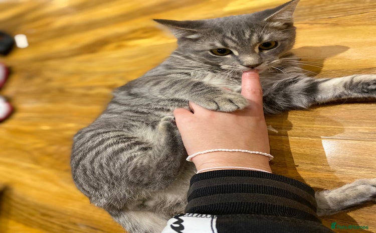 British Shorthair cats - Advert 11