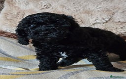 Labradoodle dogs for sale: True Multigen labradoodles  - Image 9