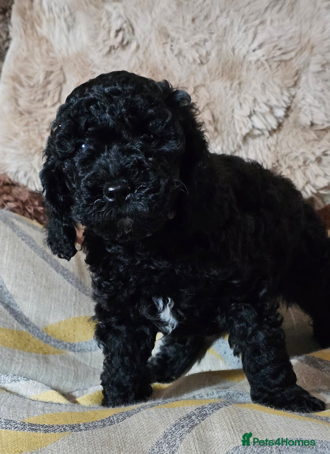 Labradoodle dogs for sale: True Multigen labradoodles  - Image 9