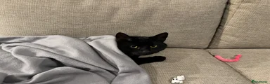 British Shorthair 1