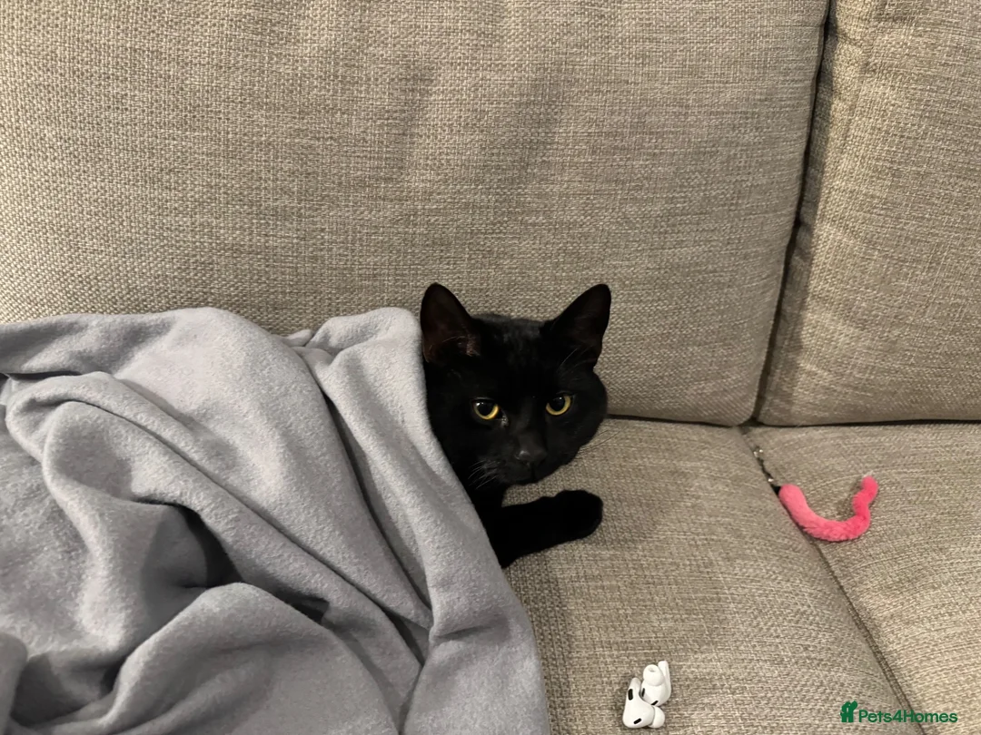 British Shorthair cats for sale: Toothless – Lovely Cat Looking for a Loving Home - Advert 1