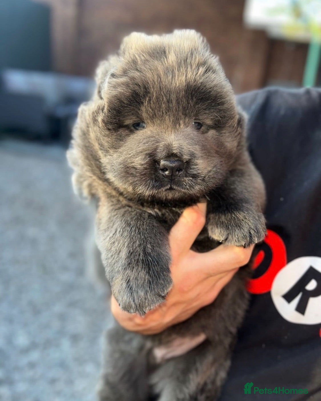Chow Chow dogs blue chow chows rare dna 🧬 ay/at - Advert 2
